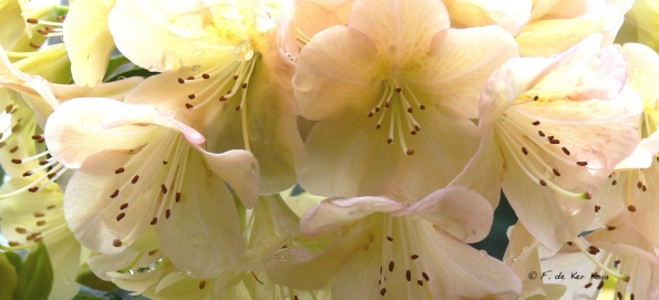 Bois des moutiers (1) mai 2012